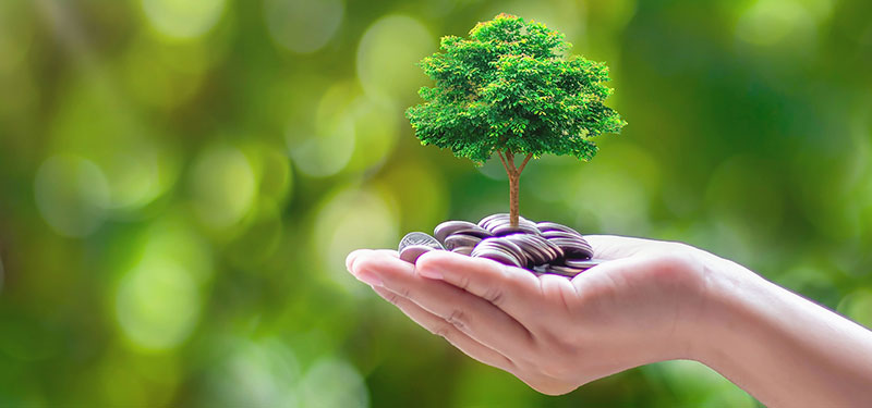 A hand holding a pile of coins, with a small tree growing out of them